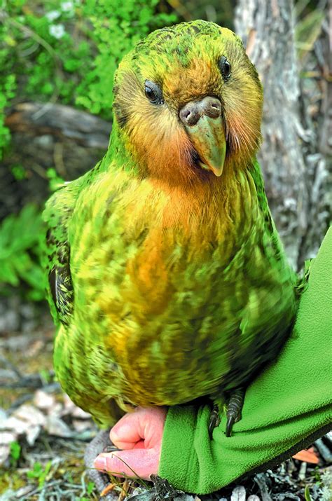 le changement climatique lallie inattendu du kakapo les nouvelles