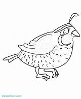 Quail Coloring Pages Printable Clipart Popular Library Coloringhome sketch template