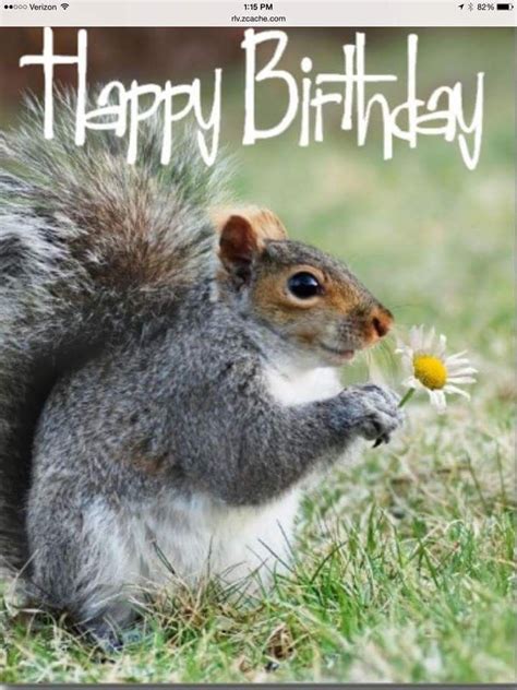 pin  michele cleaves  squirrel  happy birthday squirrel birthday postcard squirrel
