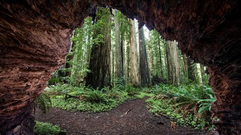 wallpaper nature rock cave forest plants trees redwood california usa