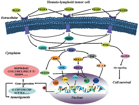 role  vegfvegfr   pathogenesis  leukemias   treatment