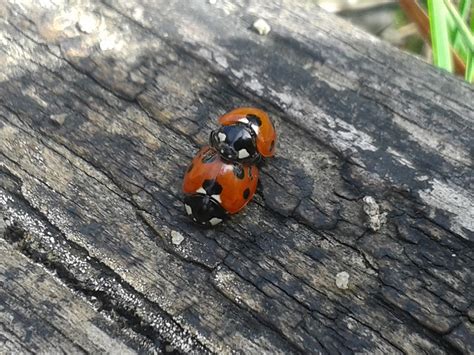 this is important ladybirds having sex carry on imgur
