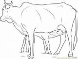 Calf Cow Coloring Feeding Drawing Pages Color Coloringpages101 Paintingvalley Getcolorings Printable sketch template