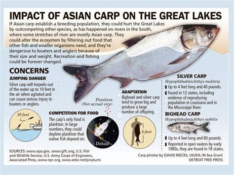 despite barriers asian carp still a threat to great lakes