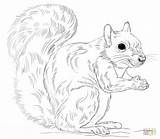 Squirrel Scoiattoli Scoiattolo Stampare Disegno Everfreecoloring Supercoloring Squirel Disegnare sketch template