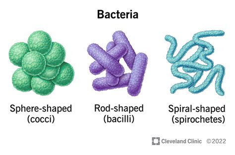 types  bacterial cells