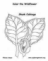 Coloring Skunk Cabbage sketch template