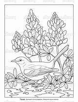 Coloring Bird State Pages Flowers Choose Board Animals Flower Texas Crista Forest Birds Adult sketch template
