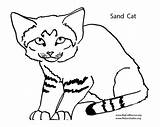 Coloring Pages Wildcats Kentucky Getcolorings Wildcat sketch template