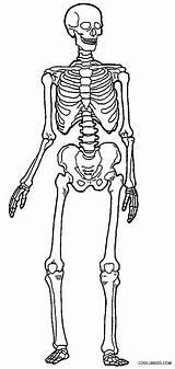 Skelett Esqueleto Malvorlagen Cool2bkids Esqueletos Menschliches sketch template