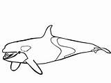 Whale Orca Getdrawings Clipartmag sketch template
