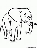 Elefante Patas Delgadas Colorear sketch template
