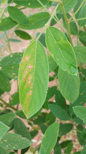 cercospora leaf spot  gram plant disease library