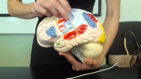 the brain and cranial nerves anatomy and physiology the mind voyager