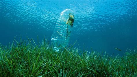 ocean plastic pollution  killing marine wildlife   alarming rate