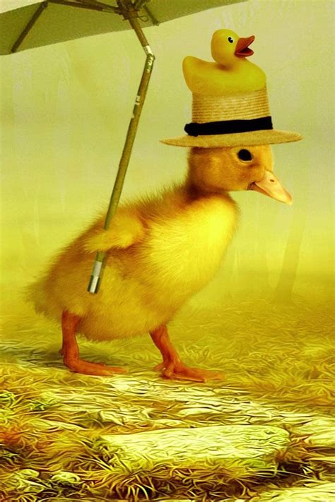 duck wearing  duck hat  tdog  laugh  tdog pinterest