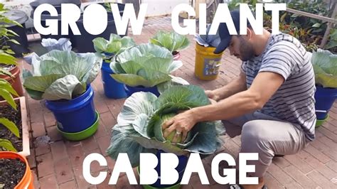 giant container cabbage   youtube