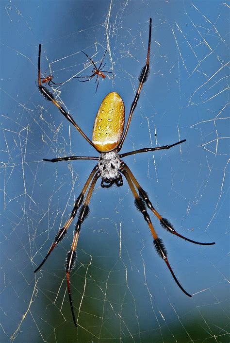 male and female trichonephila clavipes golden silk orb weaver in fort lauderdale florida united
