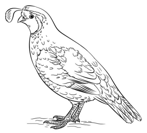 california valley quail coloring page sonoran desert pinterest