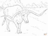 Coloring Longhorn Texas Pages Realistic Longhorns Bull Cow Bucking Angus Drawing Printable Sheet Supercoloring Color Adult Colouring Animal Line Cattle sketch template
