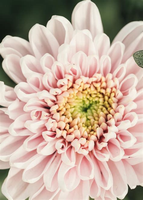 chrysant bloem verzorgen kweker tips decorum