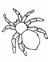 Halloween Spider Coloring Pages Redback Lovely 1236 56kb 1600px Getdrawings Getcolorings sketch template