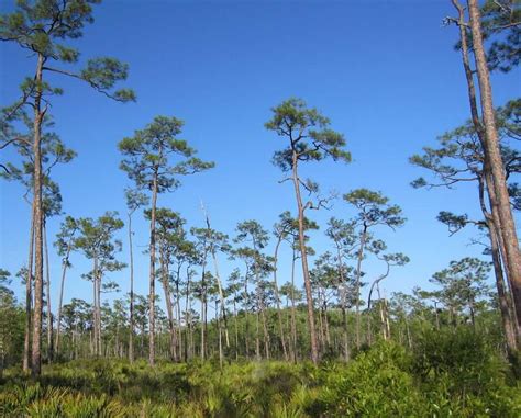 pine rockland climate adaptation explorer