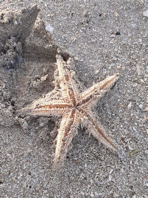 finding   types  starfish types  starfish sea creatures