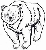 Bear Outline Drawing Clipart Brown Grizzly Head American Native California Coloring Pages Polar Animal Bears Kids Cartoon Drawings Printable Color sketch template