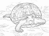 Turtle Turtles Ornate Terrapin sketch template