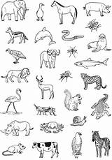 Coloriage Carnivores Omnivore Names Omnivores Herbivores Printablecolouringpages sketch template