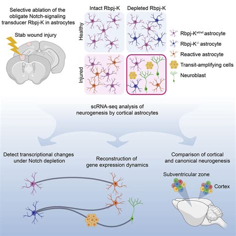 astrocytes  neural stem cells  injury