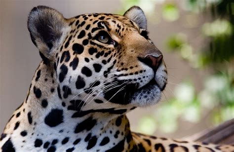 big cats jaguars glance snout animals jaguar wallpapers hd