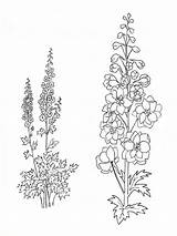 Larkspur Flower Coloring Pages Drawing Tattoo Flowers July Drawings Printable Birth Delphinium Line Tattoos Draw Month Gladiolus Board Designlooter Mycoloring sketch template