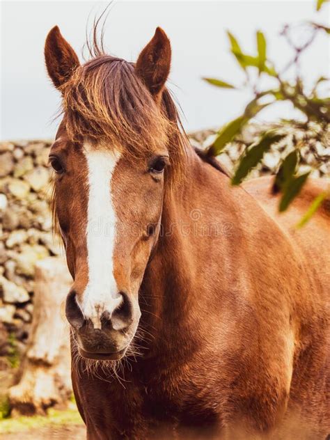paardenportret lusitano ras portugese paarden schattig en mooi stock afbeelding image