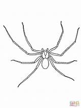 Spinne Spinnen Ausmalbild Coloringhome Kleurplaat Spiders sketch template