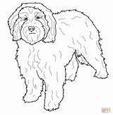 Cockapoo Coloring Pages Dog Dogs Colouring Printable Puppies Color Sheets Maltese Drawings Water Supercoloring Portuguese Template Cute Pug Perro Sketch sketch template