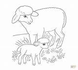 Ausmalbilder Pecora Sheep Lamb Lamm Ausmalbild Tierbabys Lambs Tierbaby Stampare Agnellino Malvorlage Disegnare sketch template