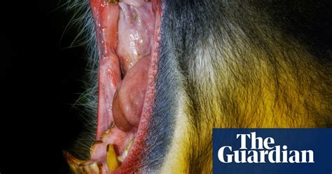 up close and personal with a troop of mandrills in
