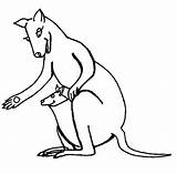 Kangaroo Planse Desene Cangur Colorat Cangurul Imaginea Trafic Educative Canguri Clipartmag sketch template