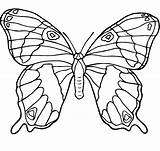 Kolorowanki Butterflies Motyle Schmetterling Coloringhome Kolorowankę Wydrukuj sketch template
