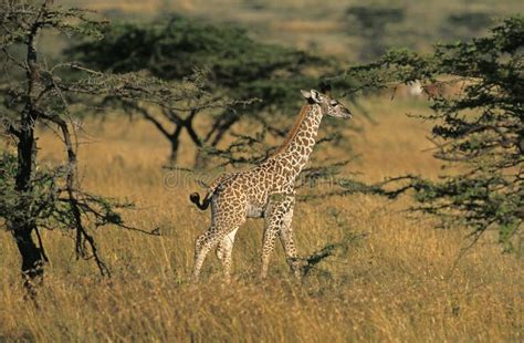 girafe masai giraffa camelopardalis tippelskirchi stock image image