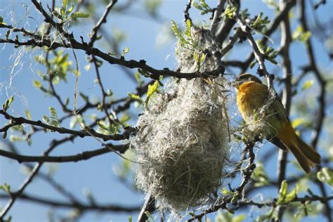 arboretum nests  hummingbirds skinny   land  plenty