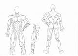 Coloring Anatomy Pages Muscle Physiology Book Getcolorings Getdrawings sketch template