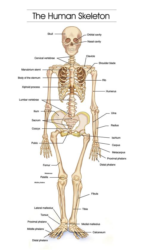 detailed human skeleton diagrams health medicine  anatomy