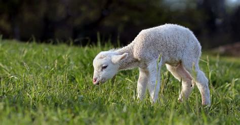 white muscle disease  sheep lambs  symptoms treatment