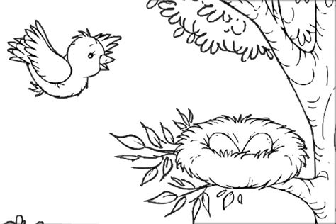 mommy bird    nest  eggs birds coloring pages print
