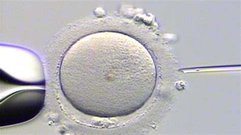 fertilized human egg emits microscopic flash  light technology