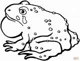Toad Coloring Pages Cane Clipart Drawing Printable Kids Animal Easy American Supercoloring Gif Preschool sketch template