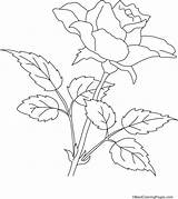 Rose Pages Coloring Derrick Printable Getcolorings Color sketch template
